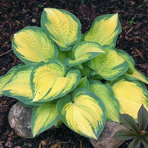 hosta ORANGE MARMALADE medium new colorful 2.5" pot = 1 Live Potted Plant gallery