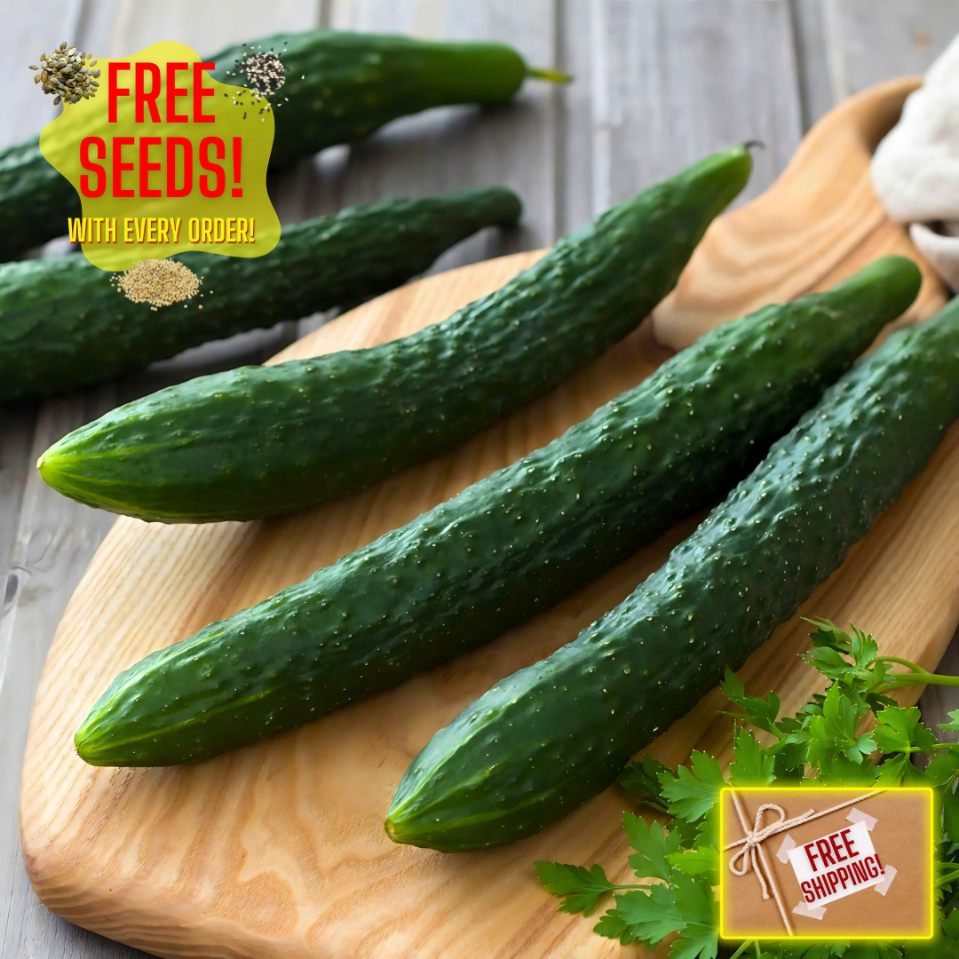Fresh Premium Suyo Cucumber Seeds | Long | Heirloom Non-GMO | Asian Vegetables gallery