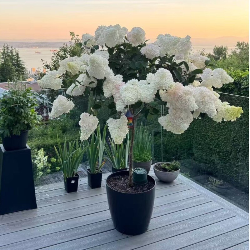50 Strawberry Hydrangea Tree Seeds – Pink & White Cone Blooms, Heirloom Flower gallery