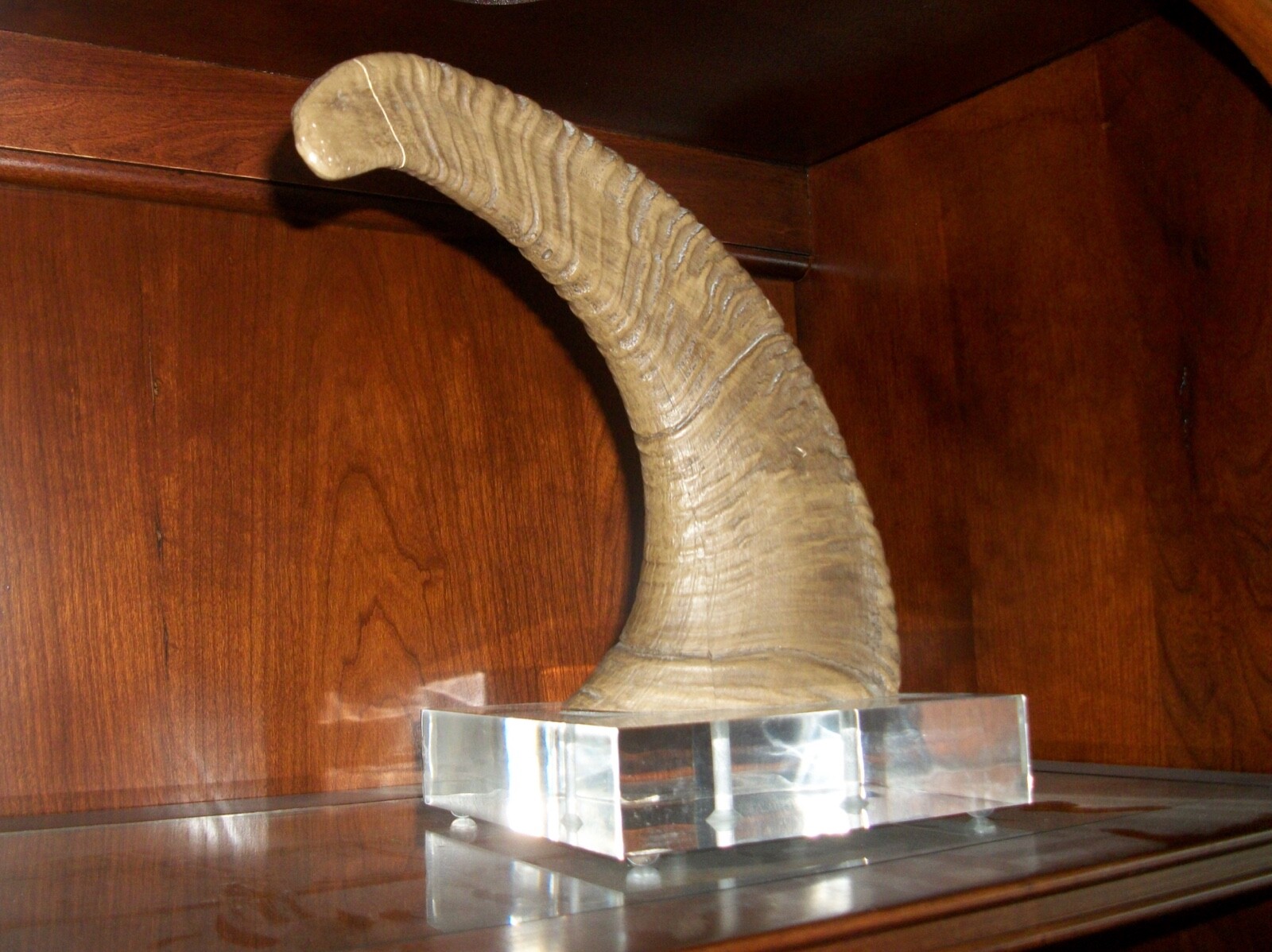 RAM HORN MOUNTED ON CLEAR ACRYLIC STAND HOME DECOR gallery