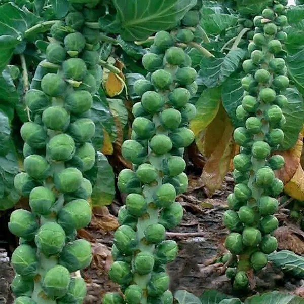 Long Island Improved Brussels Sprouts Seeds, NON-GMO, ORGANIC, HEIRLOOM gallery