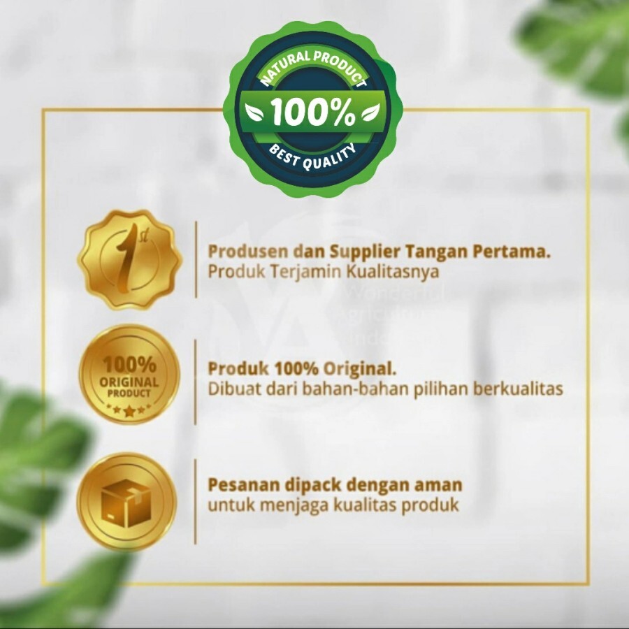 Sensitive Plant Sleepy Shy Powder Mimosa Pudica Herb Spices Fresh Pure Premium gallery