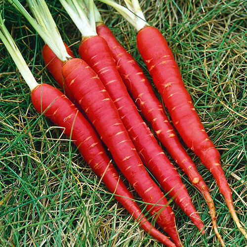 Atomic Red Carrot Seeds | Heirloom / Non-GMO | Free Shipping | Seed Store | 1091 gallery