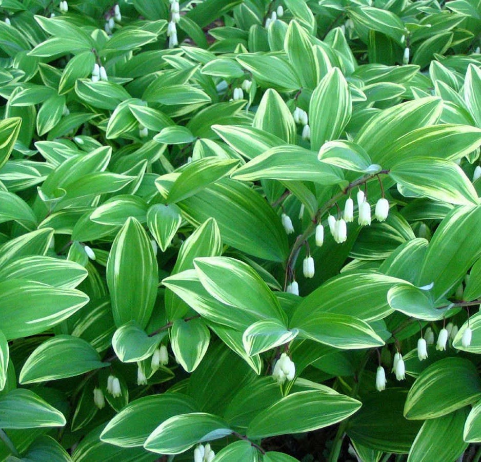 True Solomon Seal 10 Bare Live Roots (Polygonatum Biflorum) Native Wildflower gallery