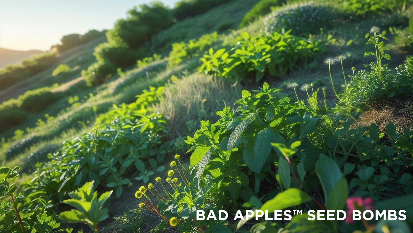 Bad Apples™ The Bad Seed - Aggressive Seed Mix - DIY Guerrilla Garden Seeds gallery