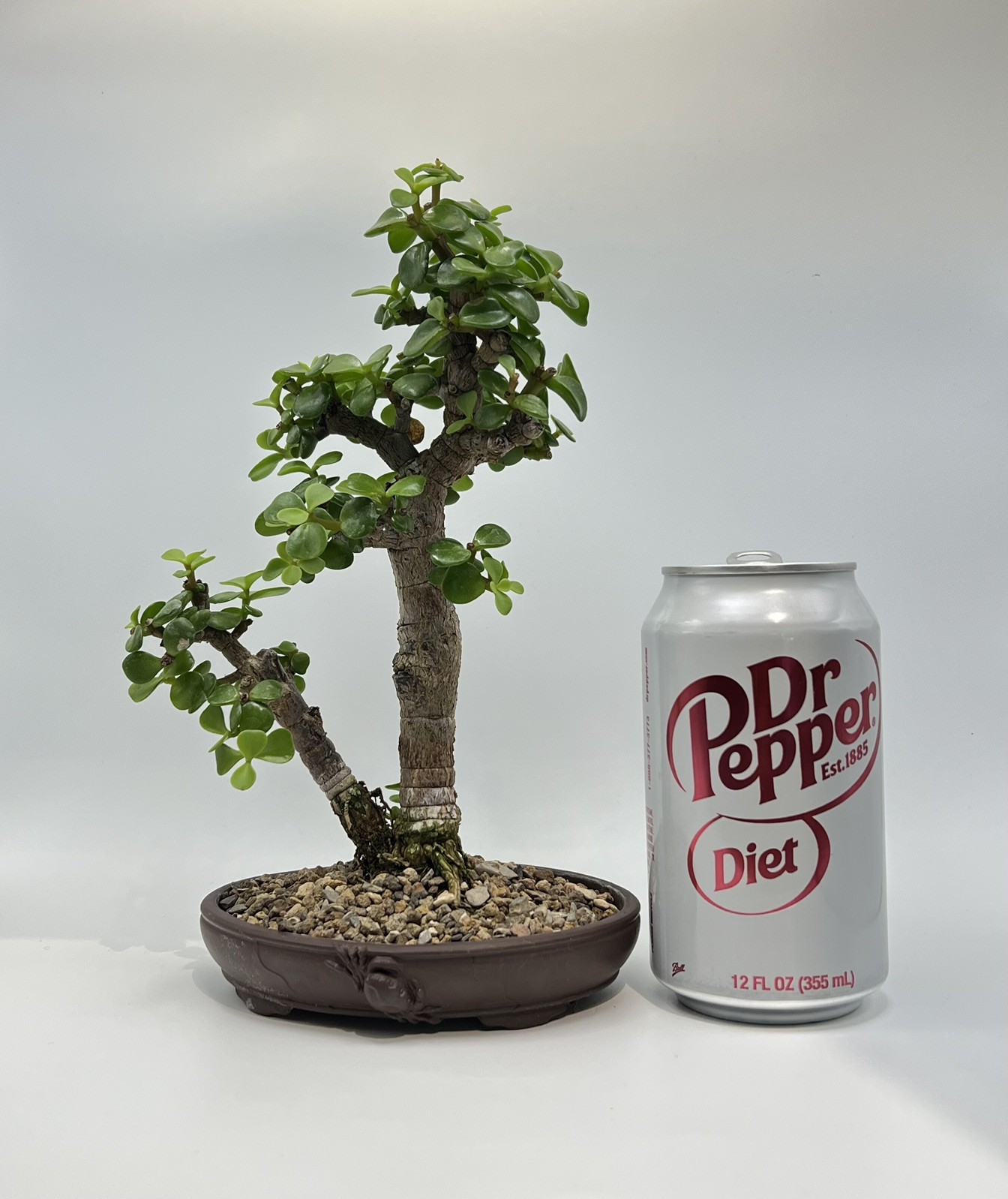 Two tree Dwarf Jade bonsai group - Portulacaria Afra old tree in Yixing crab pot gallery