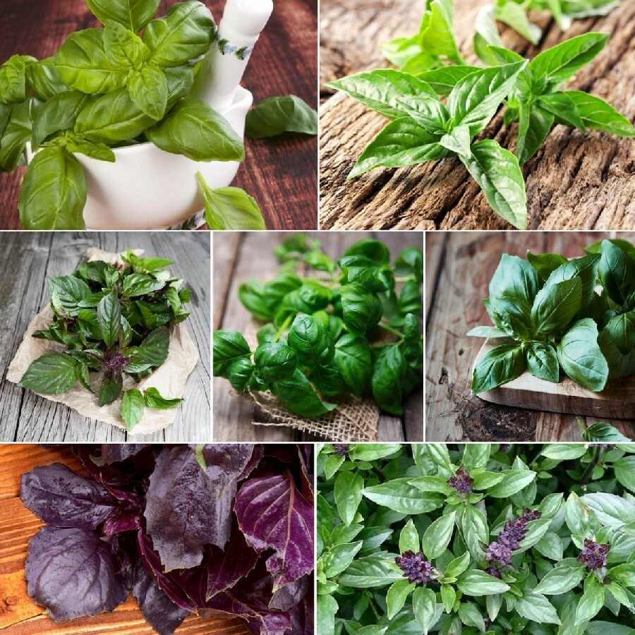 6 PACK BASIL SEED COLLECTION ~ heirloomseedguy ~ 2026 ~ NON-GMO gallery