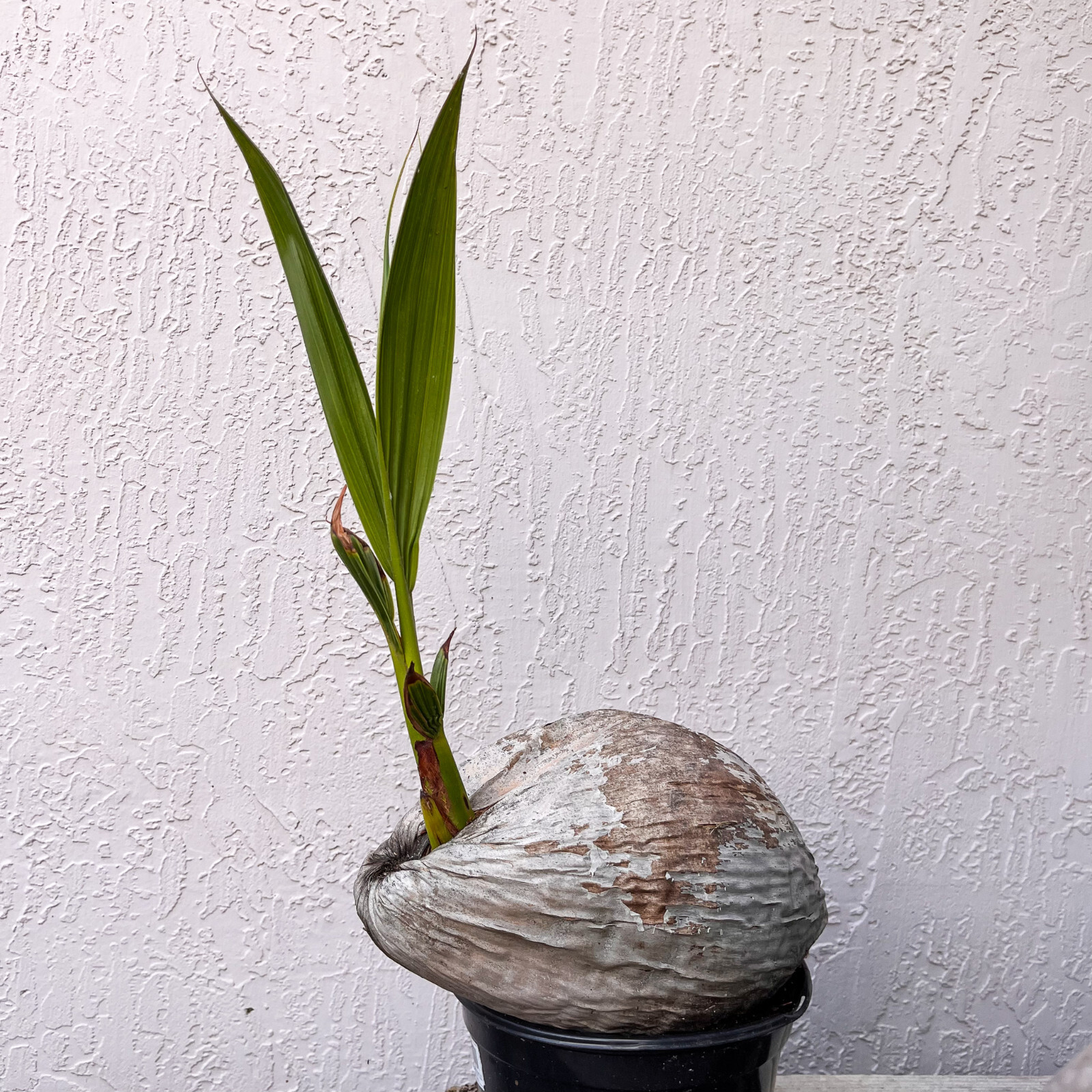 Coconut Palm Live Plant - FREE SHIPPING - Green Malayan Dwarf - 4" to 10" Tall gallery