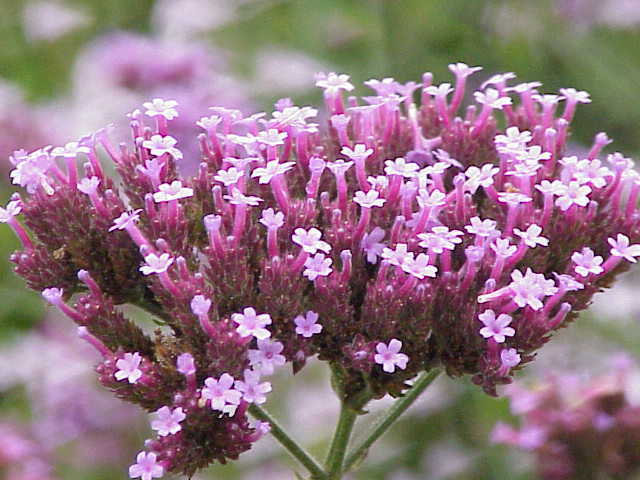 175 Verbena bonariensis - Vervain - Drought Tolerant - Attract Butterflies gallery