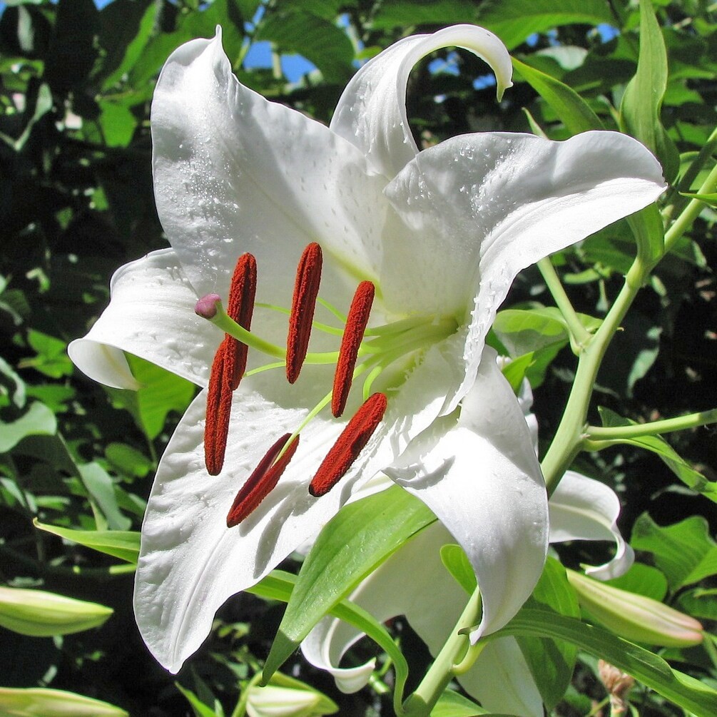 Giant Tree Lily "Pretty Lady" Flowers - 3, 6 or 12 Bulbs - Attracts Butterflies, gallery