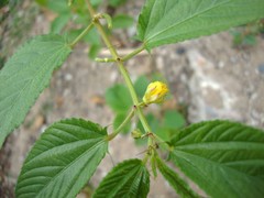 Corchorus olitorius NALTA JUTE Yellow flowers SEEDS!