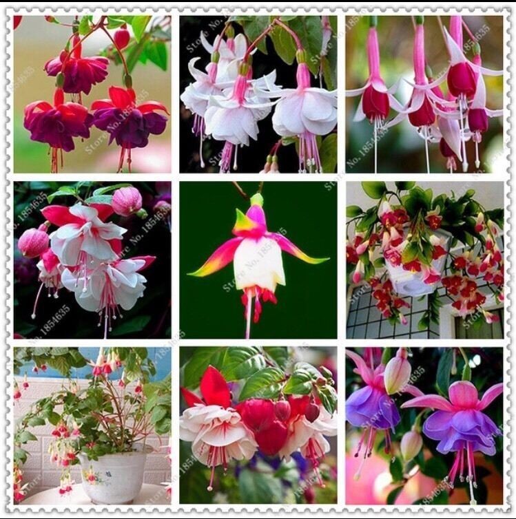 Mix 50pcs/bag Fuchsia Seeds Potted Flowers seeds,bonsai seeds.#6445 gallery