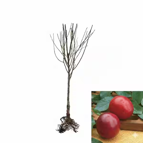 Online Orchards Dwarf Santa Rosa Plum Tree Bare Root Fruit Tree FTPL003 gallery