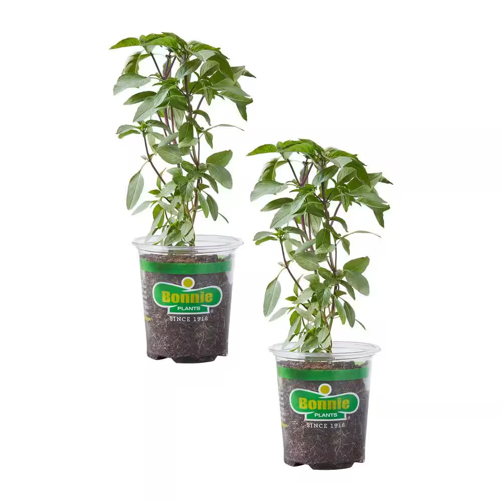 19.3 oz. Thai Basil, Live Plant (2-Pack) gallery