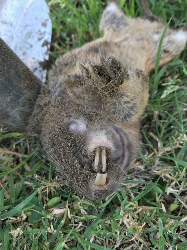 (2PACK)Gopher Mole Vole Tunnel Trap Sensitive Trapper Eco Friendly Catcher gallery