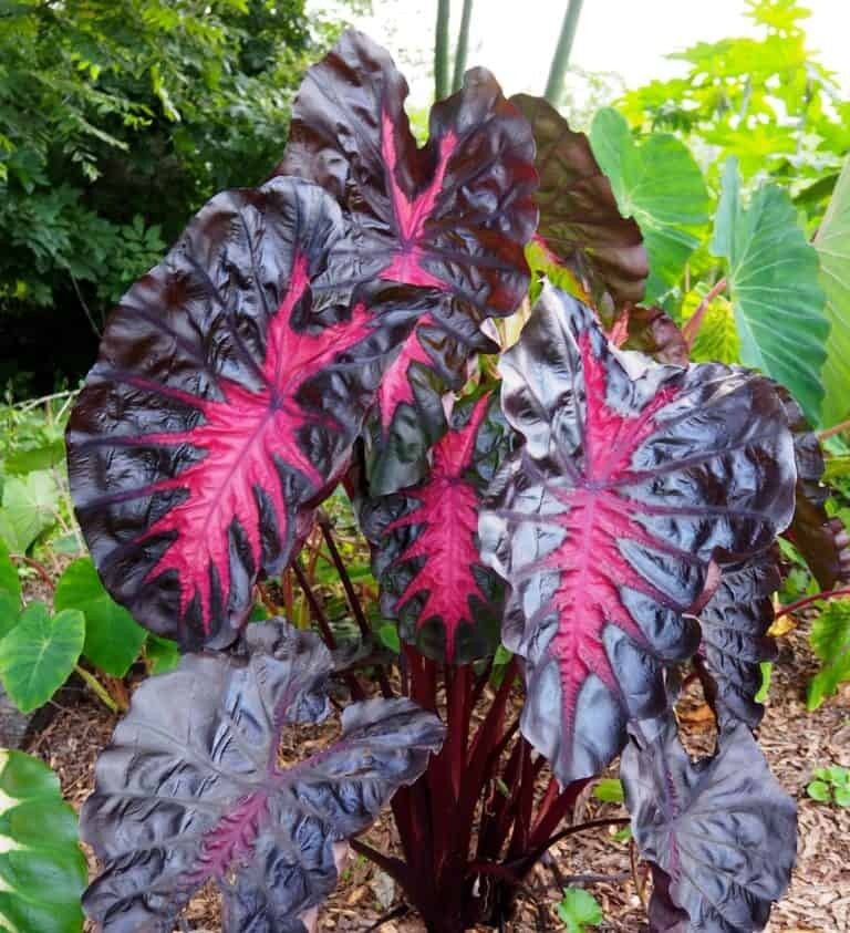 Colocasia Redemption / Elephant Ear – Large 1 Gallon Size - Largest on eBay!! gallery