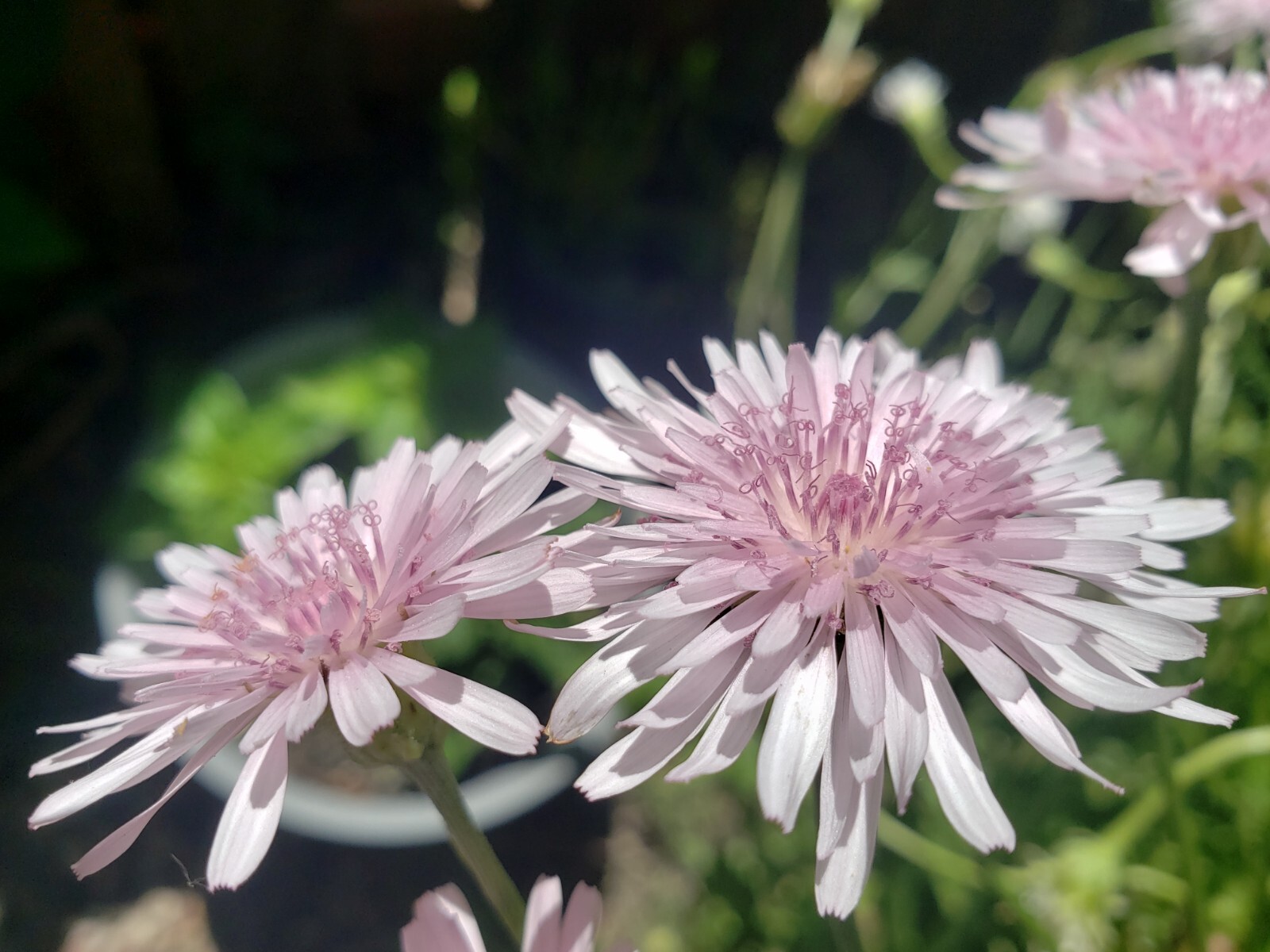 Pink Hawksbeard / Crepis Rubra Flower - 25 seeds, fast growing and bright pink! gallery