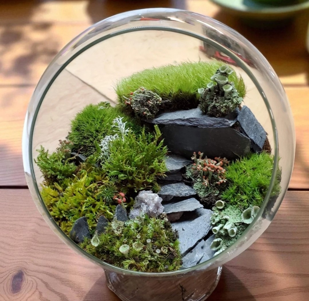 Large Live Moss Assortment for Terrarium Vivarium Fairy Garden 10"x11" Bag gallery