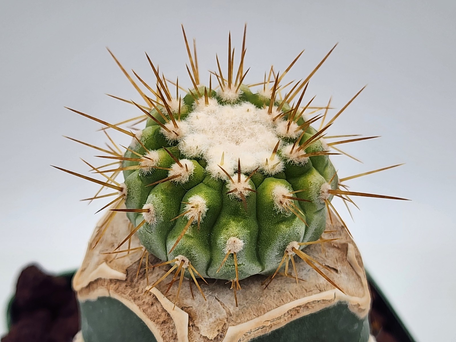 Copiapoa - Unknown Sp. - Grafted gallery
