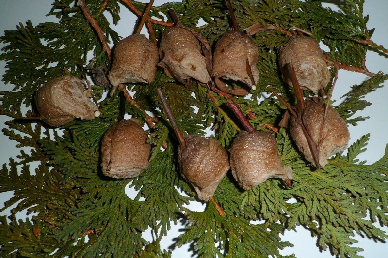 6 LARGE Fresh Praying Mantis Egg Case + Hatching Habitat Bag Picked 2025 Season gallery