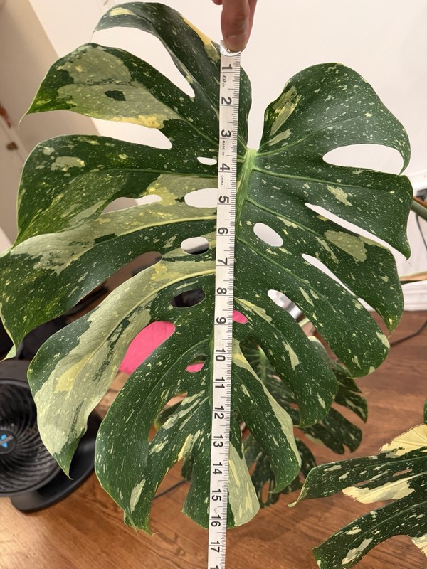 Large Monstera Thai Constellation 46”+ Plant NYC local pickup EXACT PLANT gallery