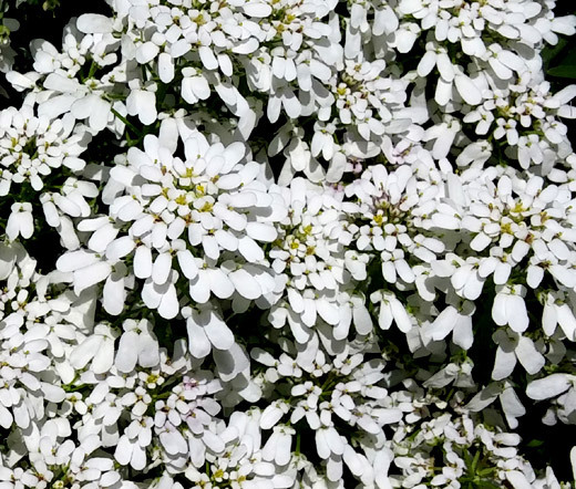 CANDYTUFT PERENNIAL EVERGREEN WHITE Iberis Sempervirens - 500 Bulk Seeds gallery