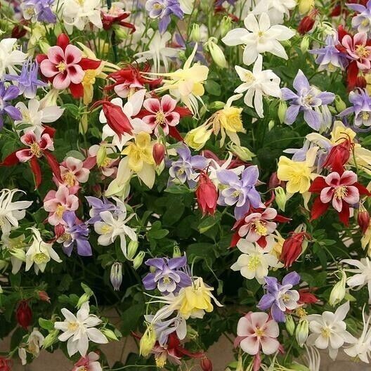 1000+ Wildflower Mix Seeds - SHADE with Perennials - Pollinators - Non-GMO gallery
