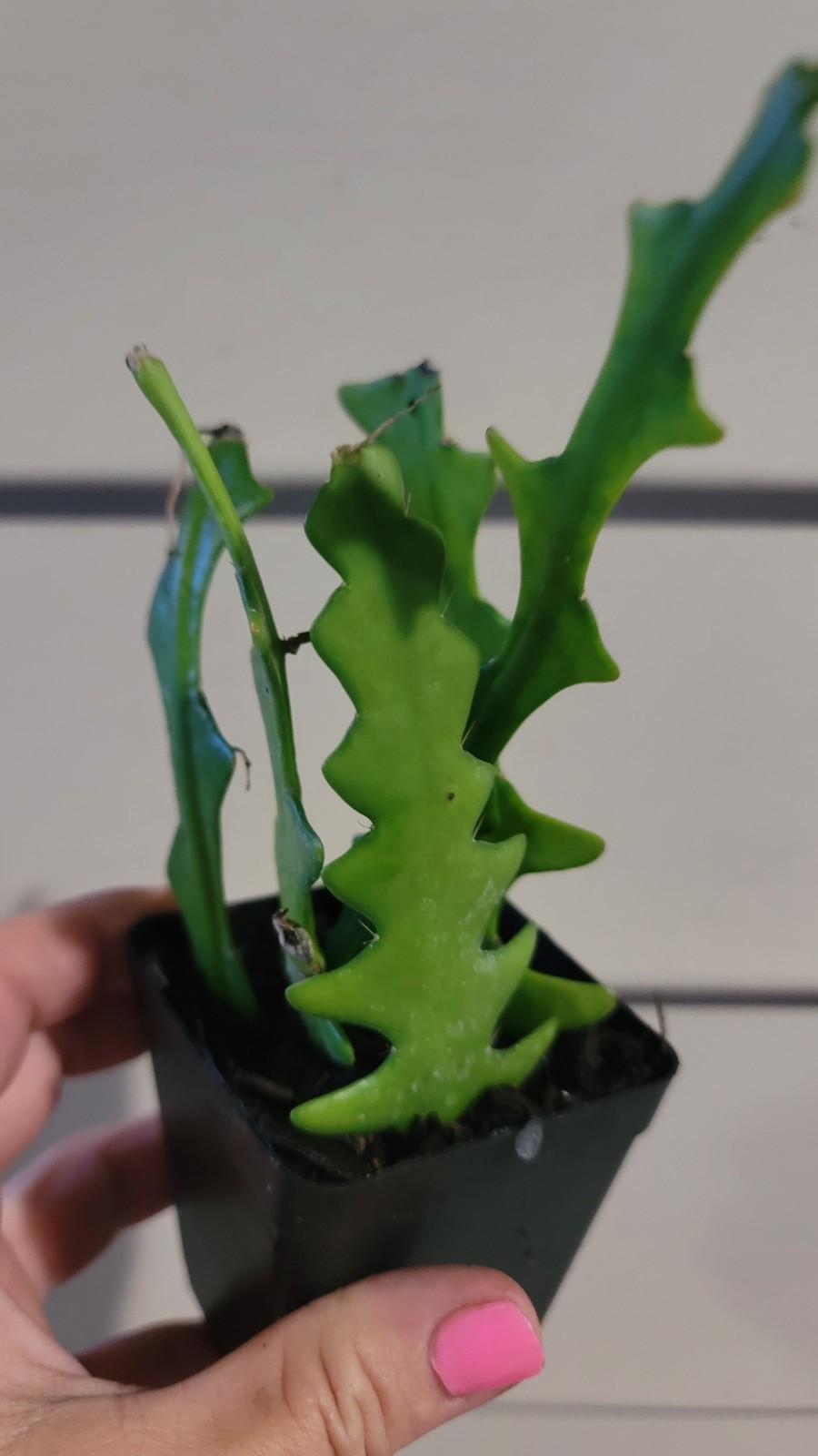 Zig Zag Cactus Ric Rac Orchid Live Plant gallery