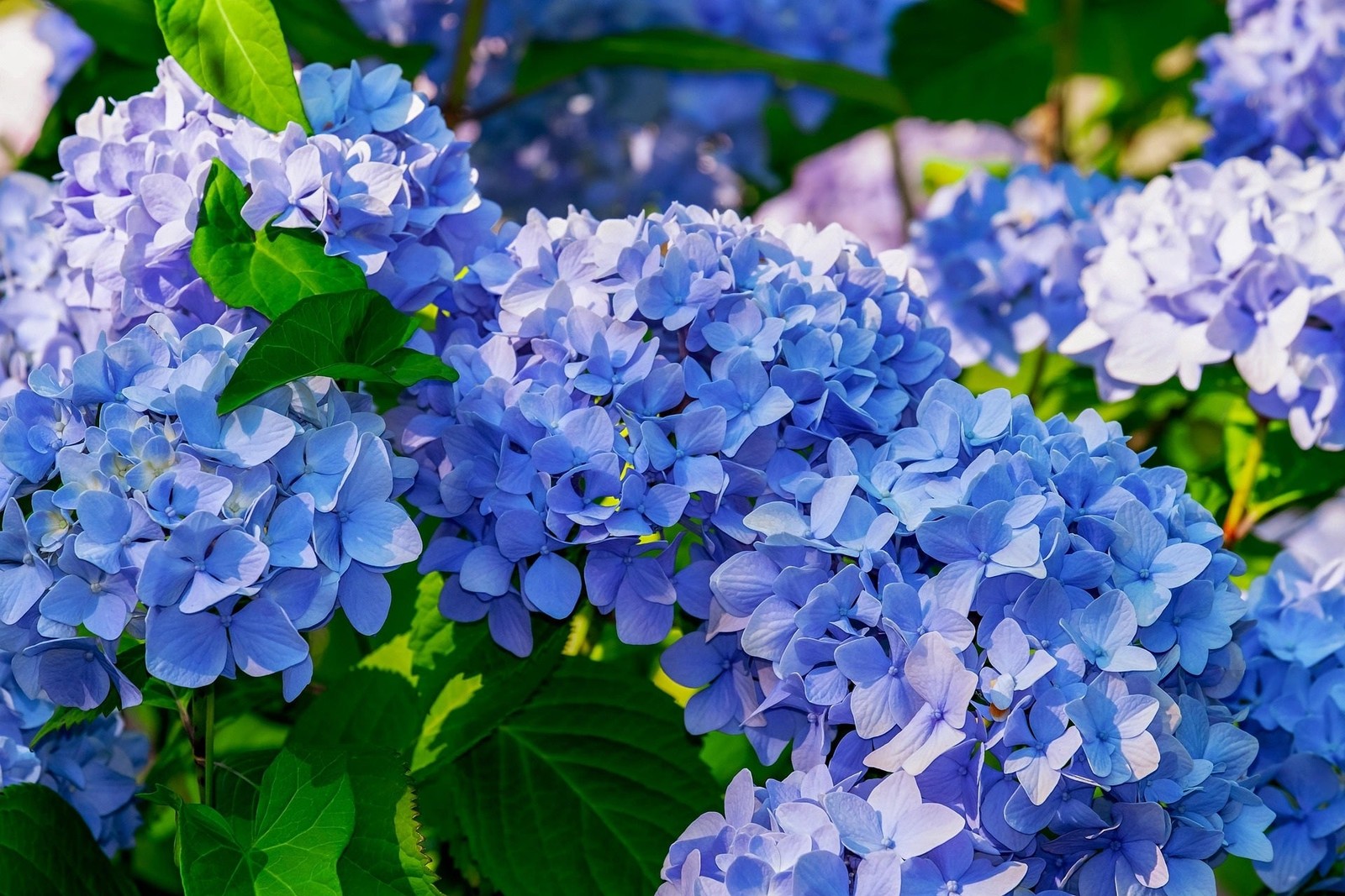 All Summer Beauty Bigleaf Hydrangea gallery