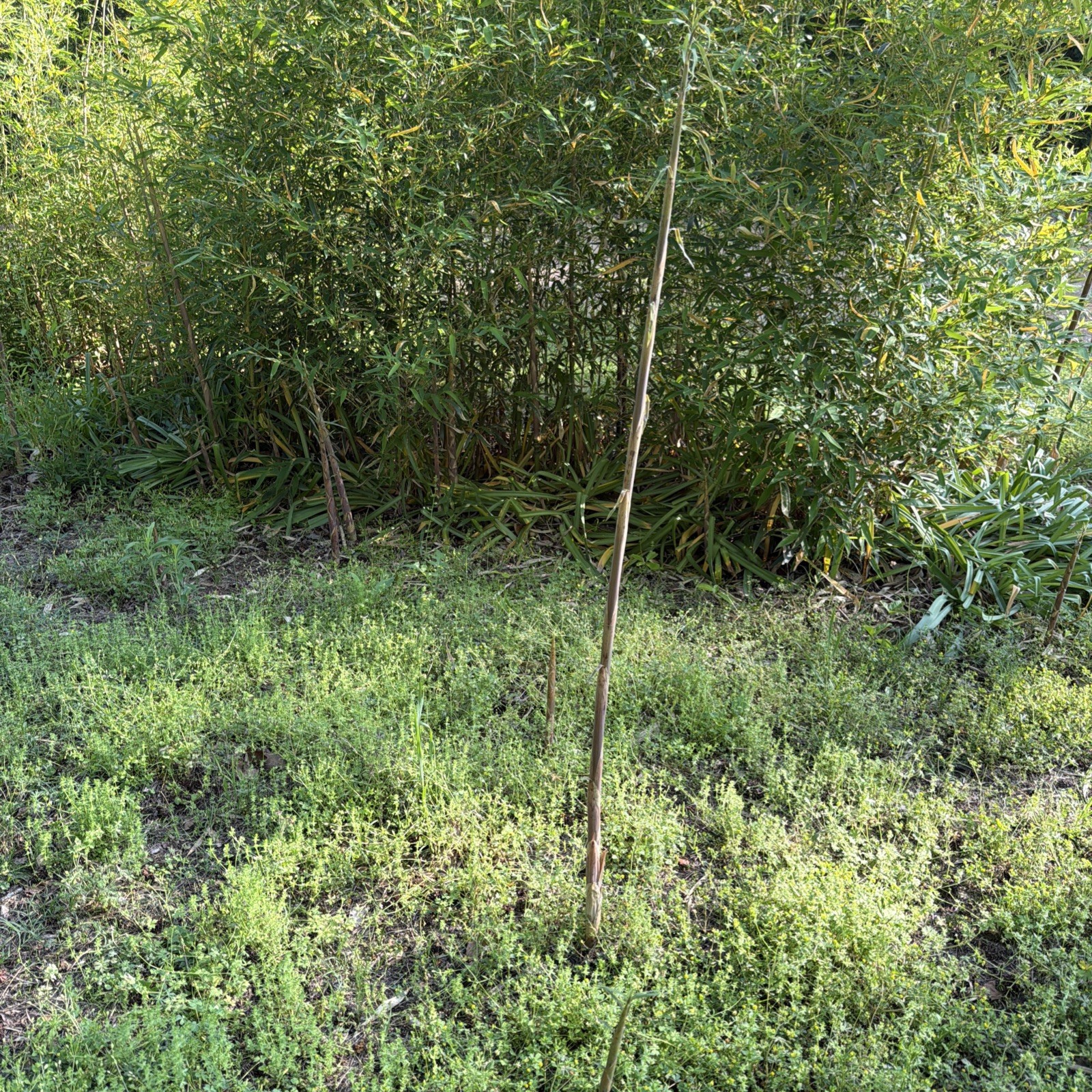 Golden Fishpole Bamboo Live Rhizome Bare Root Plant Not Seed Spreads Quickly gallery