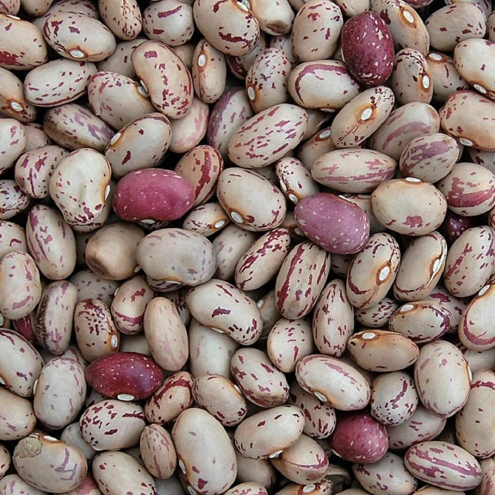 Bean Taylor's Dwarf Horticultural Bean Seeds ,"COOL BEANS N SPROUTS" Brand. Home gallery