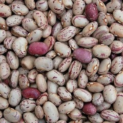 Bean Taylor’s Dwarf Horticultural Bean Seeds ,”COOL BEANS N SPROUTS” Brand. Home