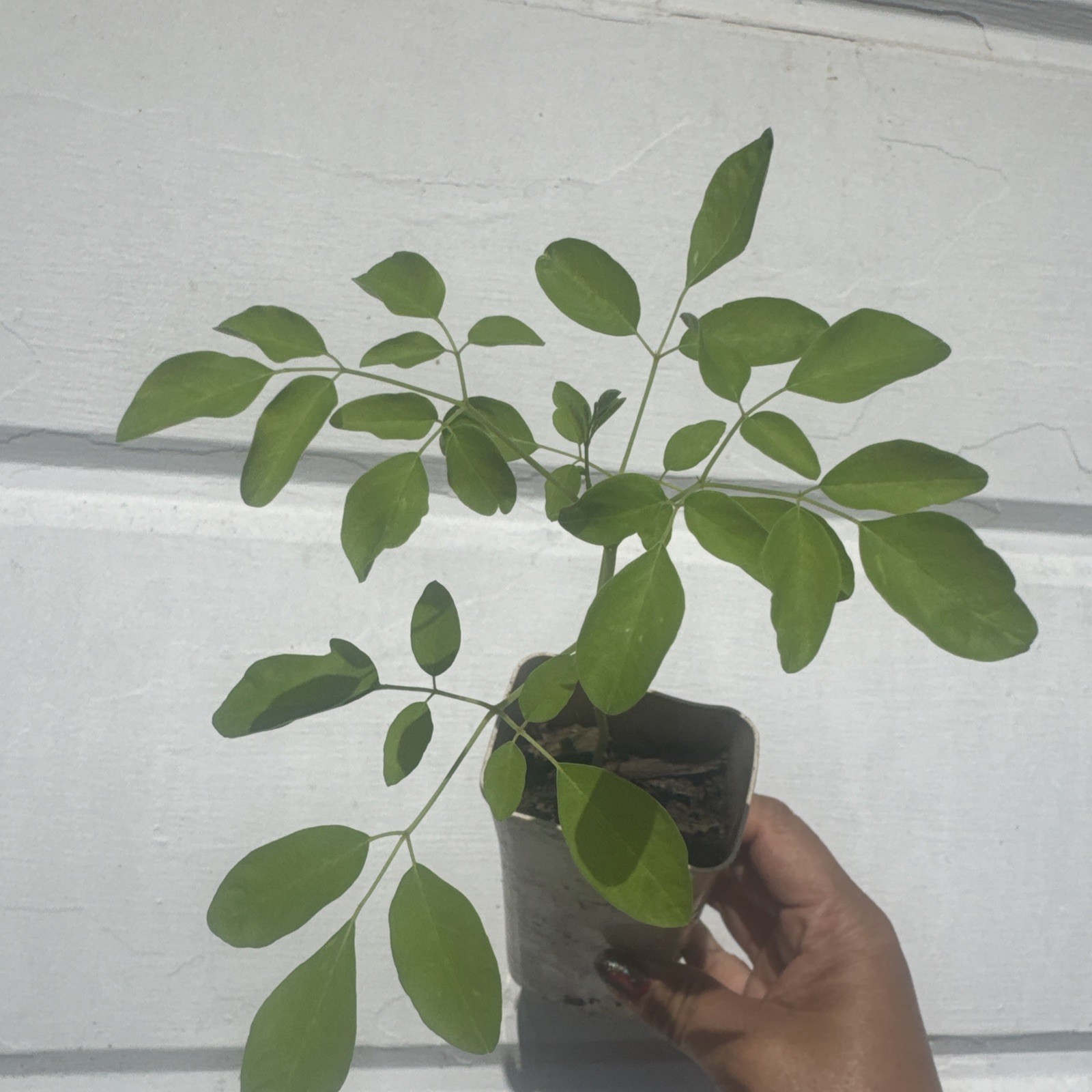 Moringa Tree Seedling 8 Inch+ Moringa Oleifera live Miracle Tree Plant READ gallery