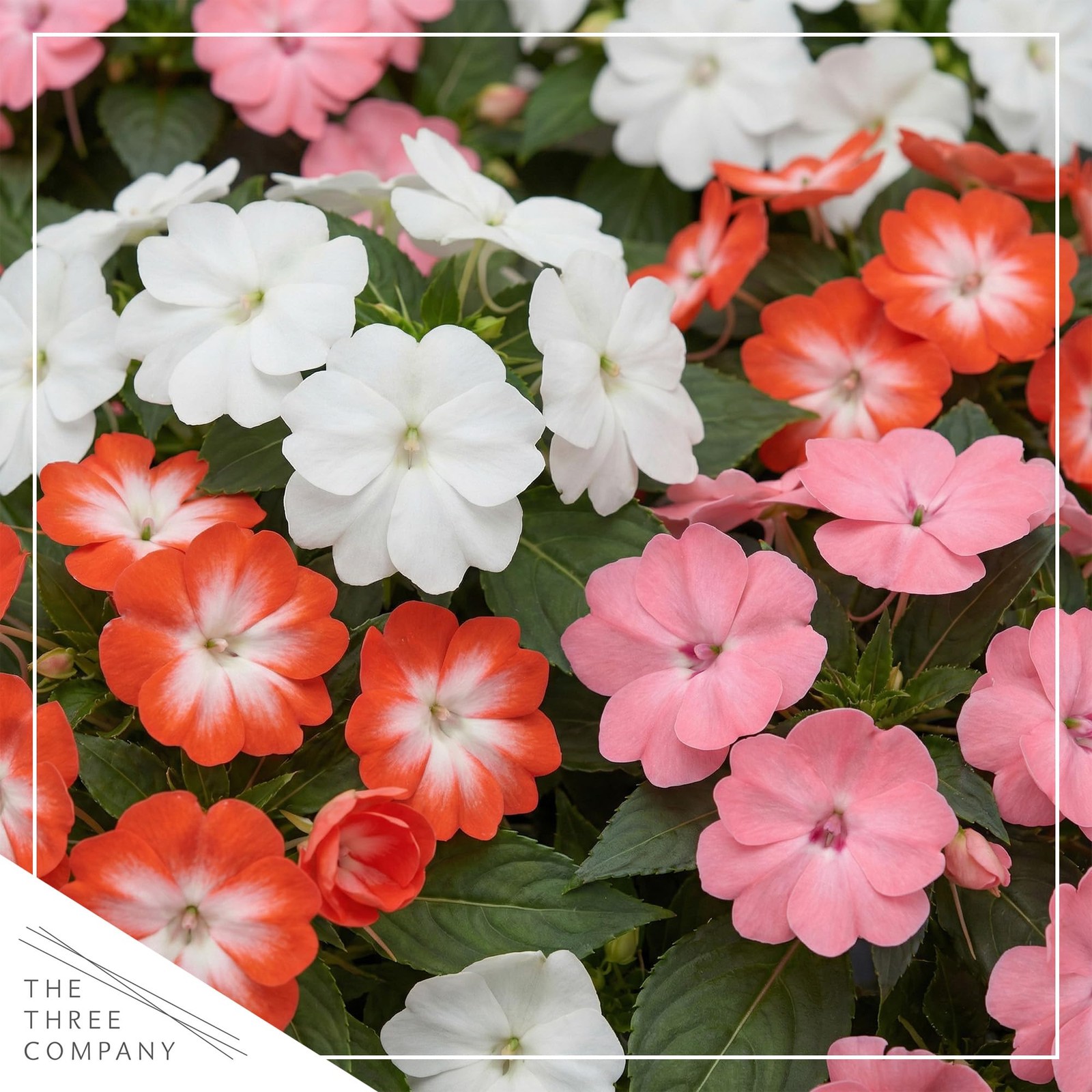 Live Flowering New Guinea Impatiens Grower's Choice Assorted Colors 3 Plants... gallery