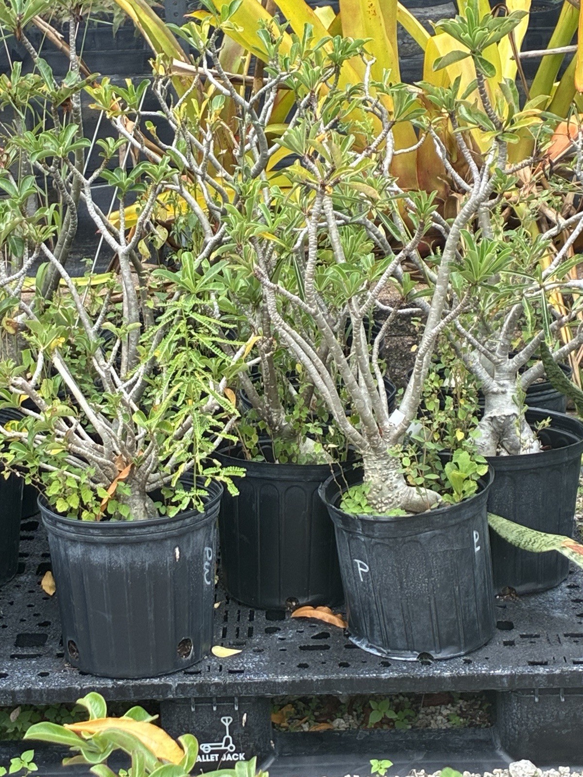 Beautiful Desert Roses Bright Pink Colors Big Caudex Live Plants gallery