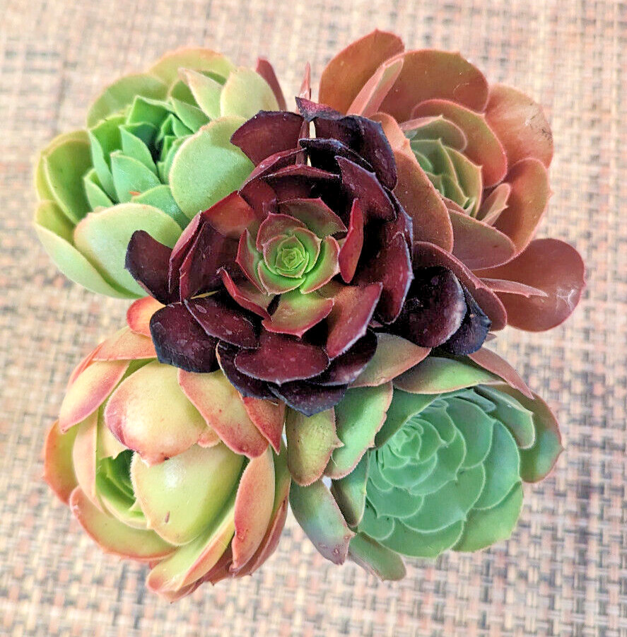 QUINTET (= A SET OF 5 DIFFERENT) AEONIUM CUTTINGS - 2" (= 5 CM) DIAMETER gallery