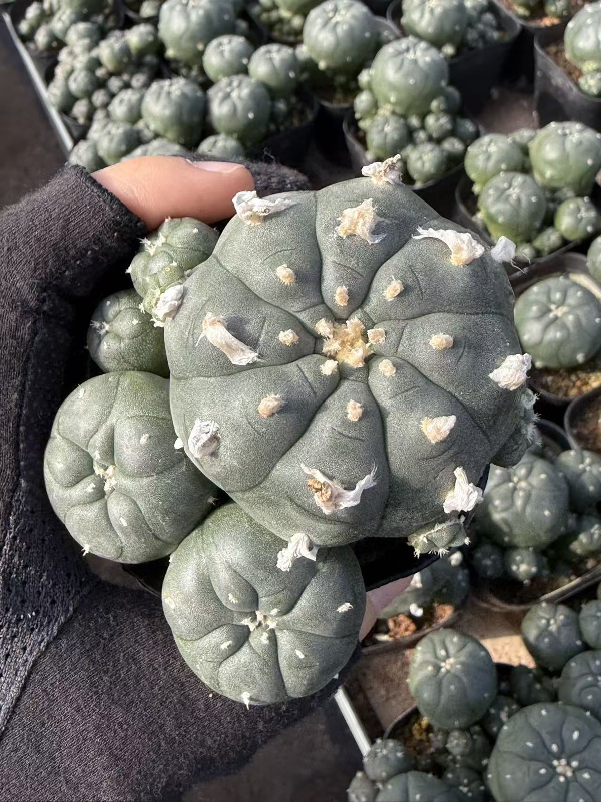 Succulent Plant cactus LW Multi Heads home Garden beautiful pot 5-7CM gallery