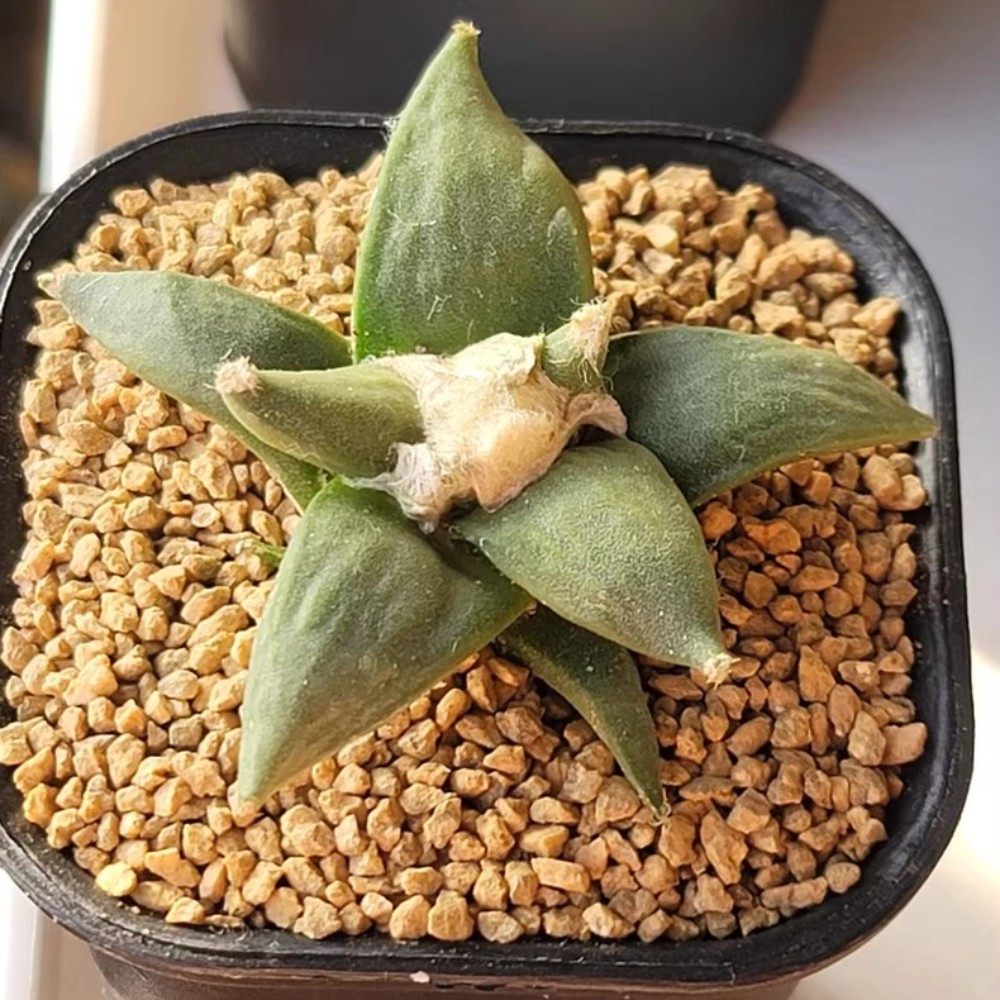 4CM Succulent Cactus Plant Ariocarpus Retusus Scheidw Home Garden Beautiful gallery