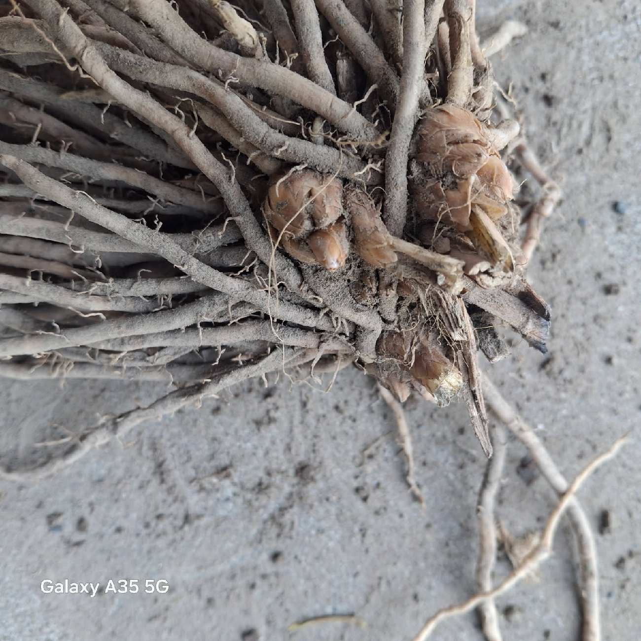 Ten Extra Large 3rd YEAR ASPARAGUS ROOTS gallery