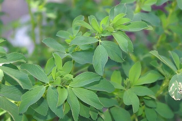 Medicago sativa | Alfalfa | 50 Seeds gallery
