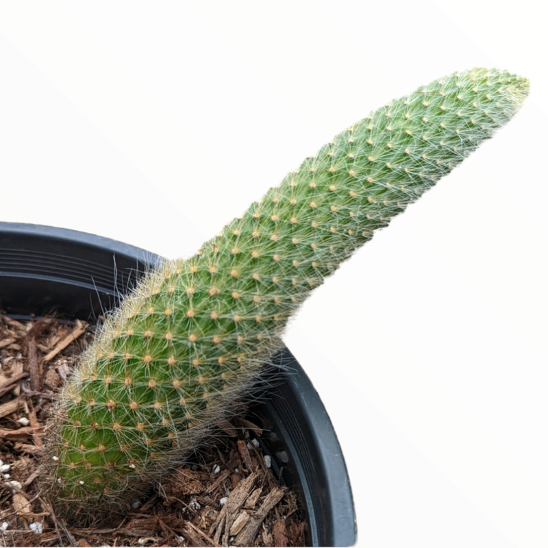 Monkey Tail Cactus Hildewintera colademononis Succulent Plant gallery