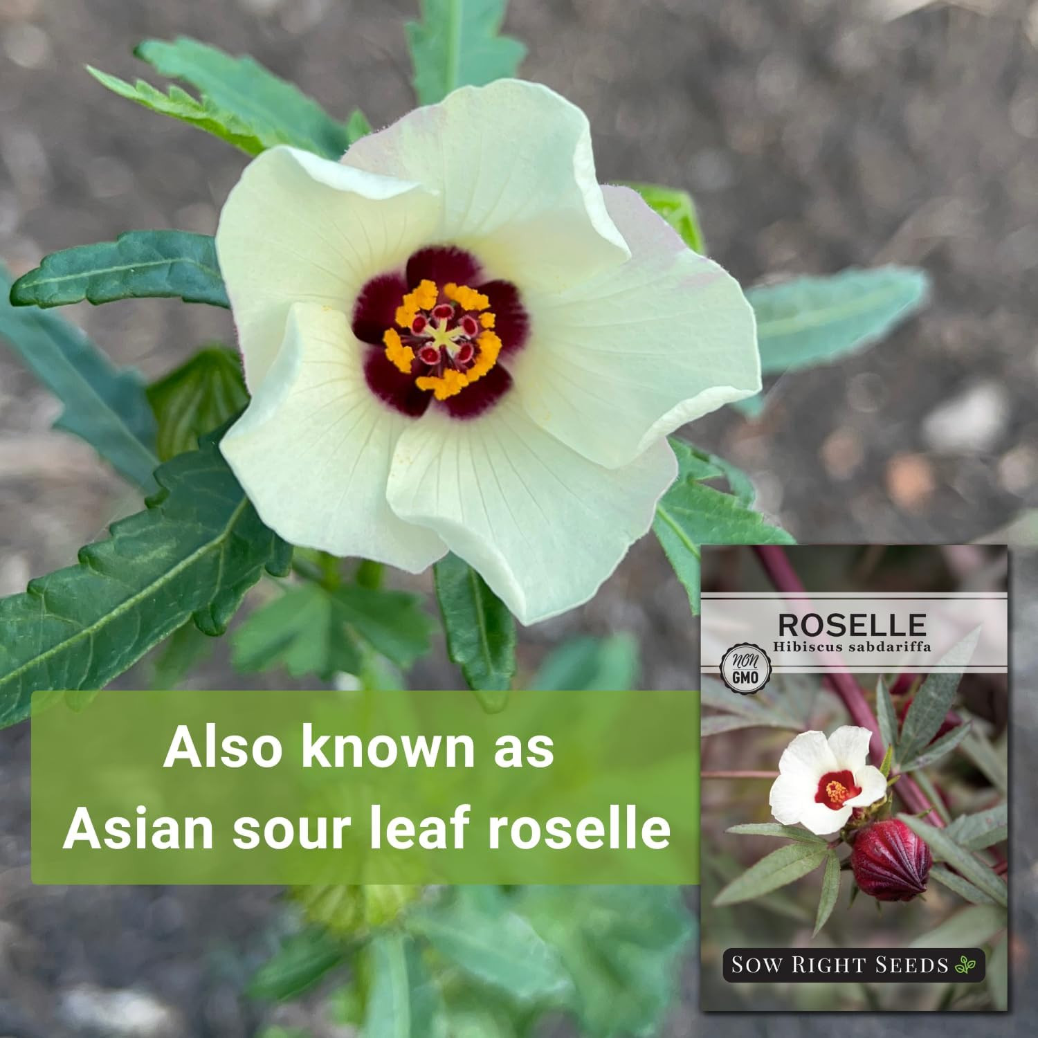 - Roselle Seeds for Planting - Hibiscus Sabdariffa - Non-Gmo Heirloom Variety - gallery
