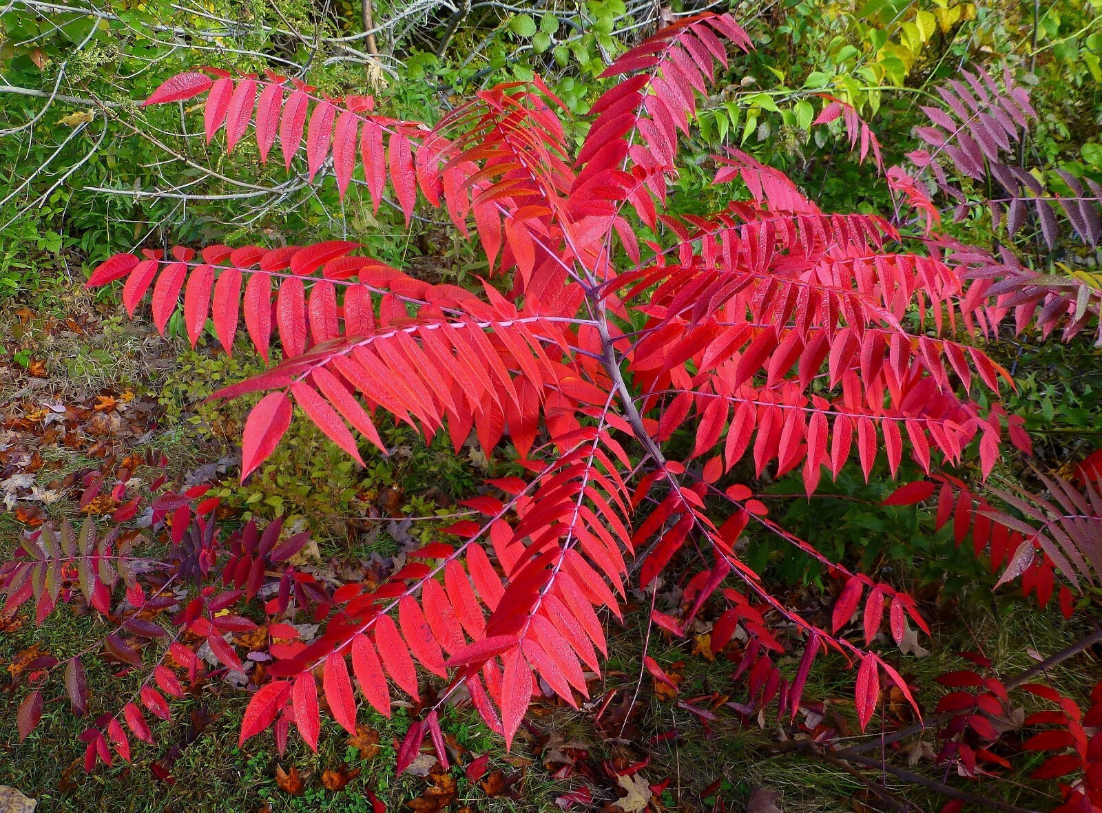 Smooth sumac (Rhus glabra) 1-2 year old plant, well rooted gallery