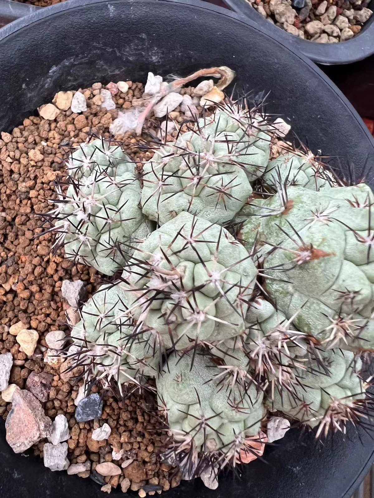 1pc 8.4cm multi-head Ortegocactus macdougallii Selfrooted Emperor Pill WYSIWYG/ gallery