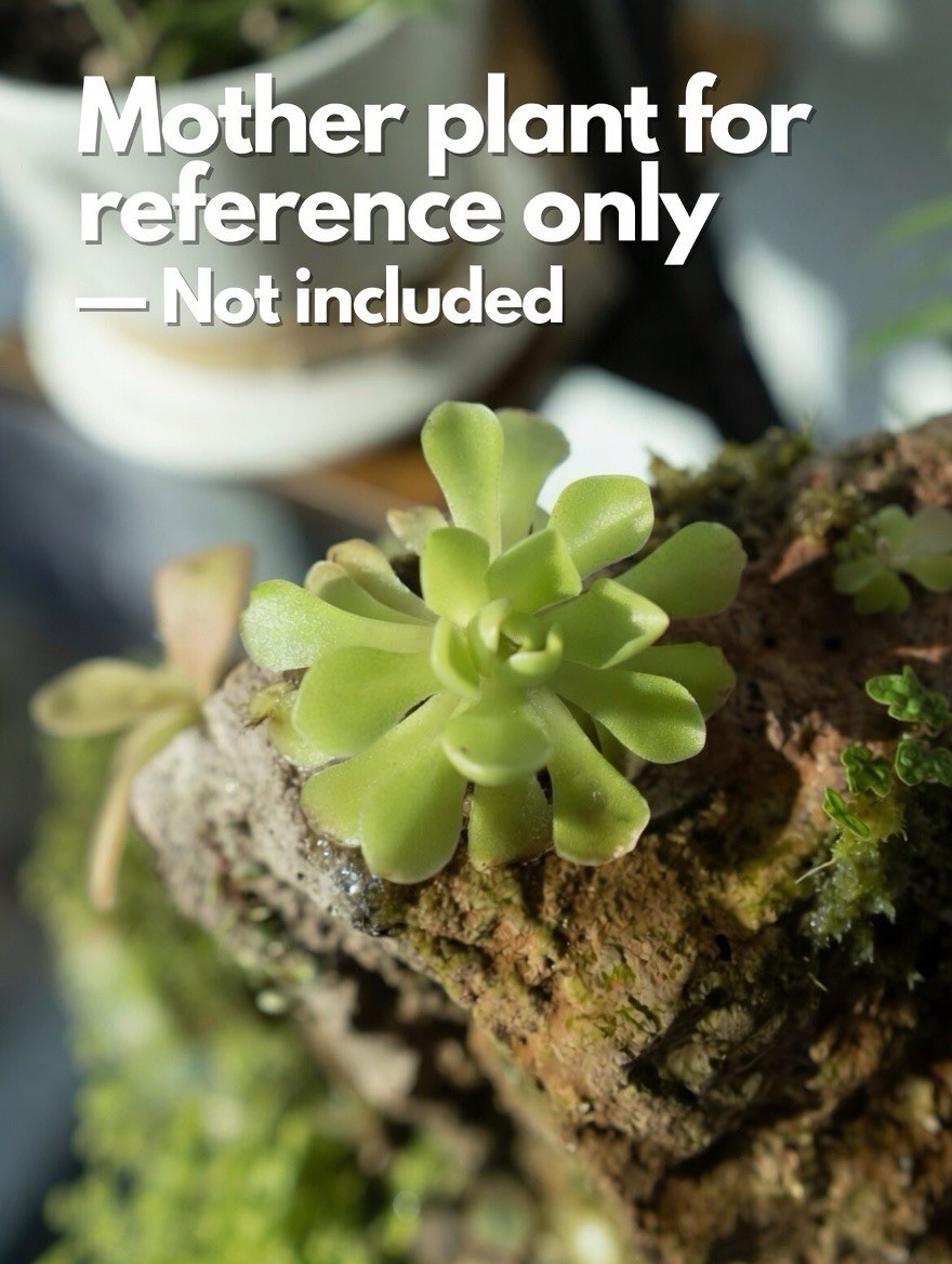 Butterwort - Pinguicula Sethos - Carnivorous Plant Start Propagation Kit gallery
