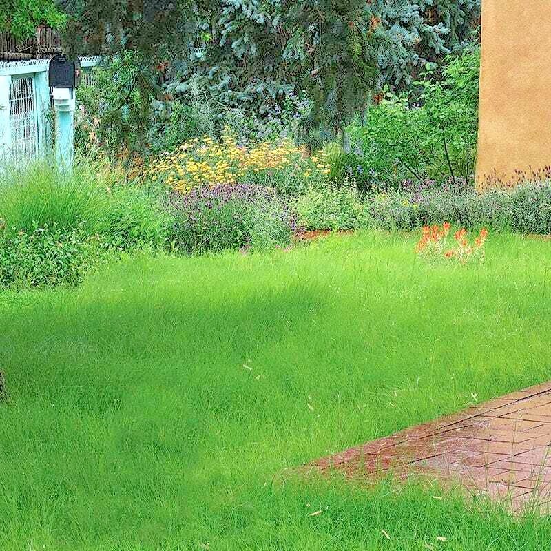 1001+BLUE GRAMA Seeds Native Prairie Grass Drought Poor Soils Low Maintenace gallery