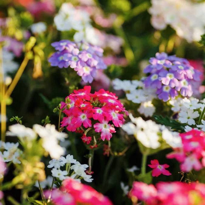 200 Verbena Seeds - Compacta Mix - (Verbena hybrida) Flower Bee Friendly USA gallery