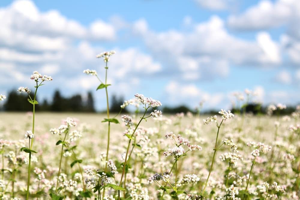 Buckwheat Seeds for Planting - Cover Crop, Grain, Bee Pasture, Pollinator, Wildl gallery