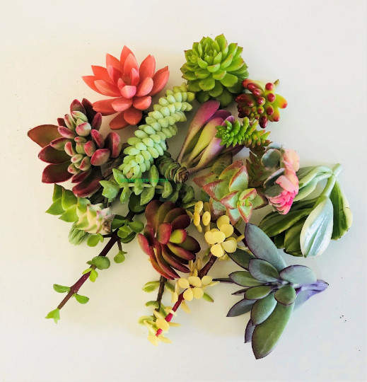 10 Assorted Succulent Cuttings Clippings for Dish Garden Terrariums Mini Fairy gallery