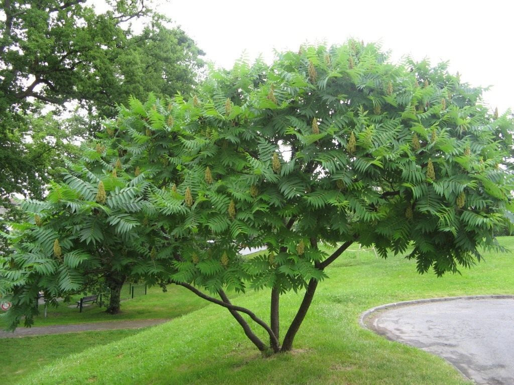 Winged Sumac Rhus Glabra 30+ Seeds gallery